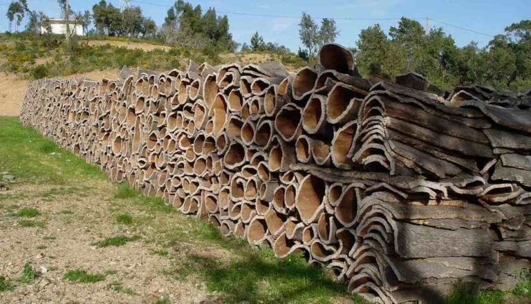 Portuguese Company Turns Cork Wood into Limitless Material, Even to Insulate Spacecraft Portuguese Company Turns Cork Wood into Limitless Material, Even to Insulate Spacecraft