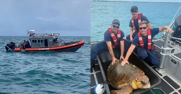 Pregnant sea turtle rescued by Coast Guard Search