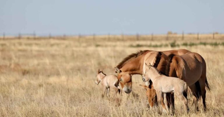 Przewalski’s horses born in Kazakhstan after 200 years Search