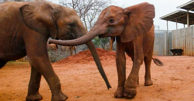 Rangers free baby elephant from deadly snare Search