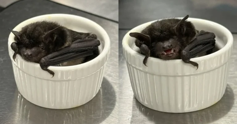 Rare cave bat rescued after getting trapped in office building Search
