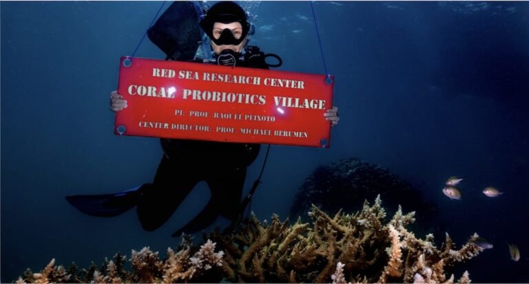 Red Sea Coral Dying From Heat Stress is Being Revived With Probiotics Red Sea Coral Dying From Heat Stress is Being Revived With Probiotics