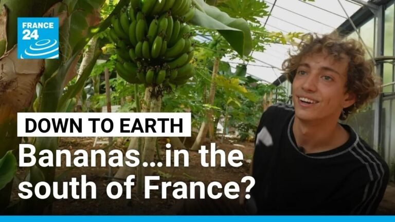 Resilient French Farmers Use Warming Climate to Grow the Country's Own Tropical Fruit