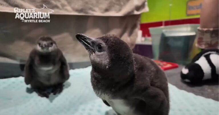 S. Carolina Aquarium Celebrates ‘Baby Boom’ of Critically-Endangered Penguin Chicks S. Carolina Aquarium Celebrates 'Baby Boom' of Critically-Endangered Penguin Chicks