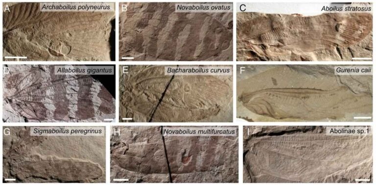 Scientists Recreated Chirps of Jurassic Insects, Simulating a 165 Million-yo Soundscape (Listen) Scientists Recreated Chirps of Jurassic Insects, Simulating a 165 Million-yo Soundscape (Listen)