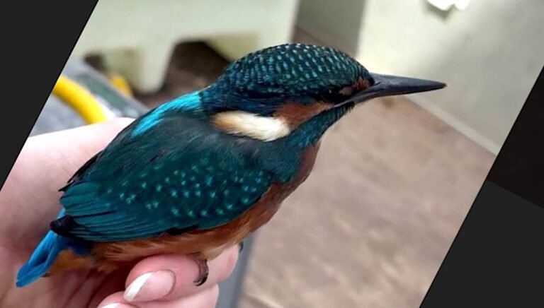 She ‘Asked for a Sign’ and Suddenly a Kingfisher Darts Up and Sits in Her Hand for 10 Minutes She ‘Asked for a Sign’ and Suddenly a Kingfisher Darts Up and Sits in Her Hand for 10 Minutes