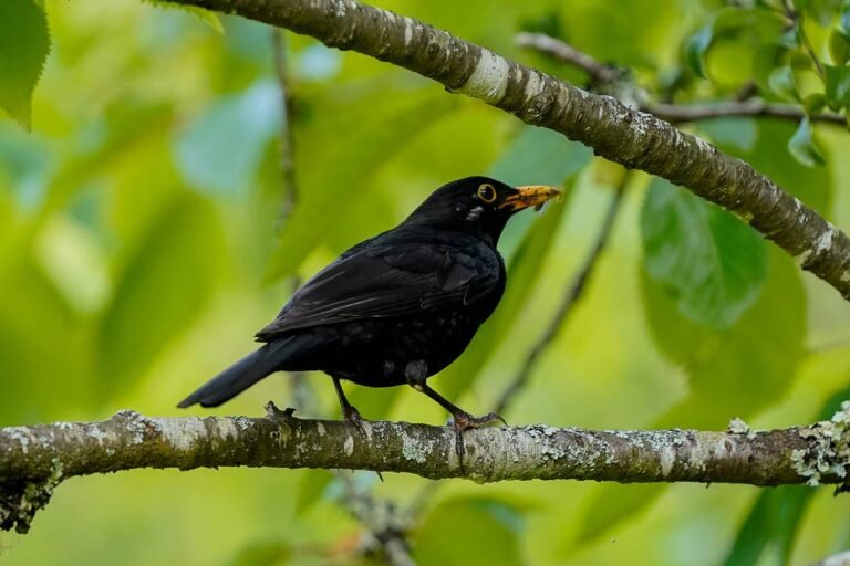 Survey Finds Blackbirds to Have the Most Beautiful Songs in the Avian World–Science Explains Why Survey Finds Blackbirds to Have the Most Beautiful Songs in the Avian World–Science Explains Why