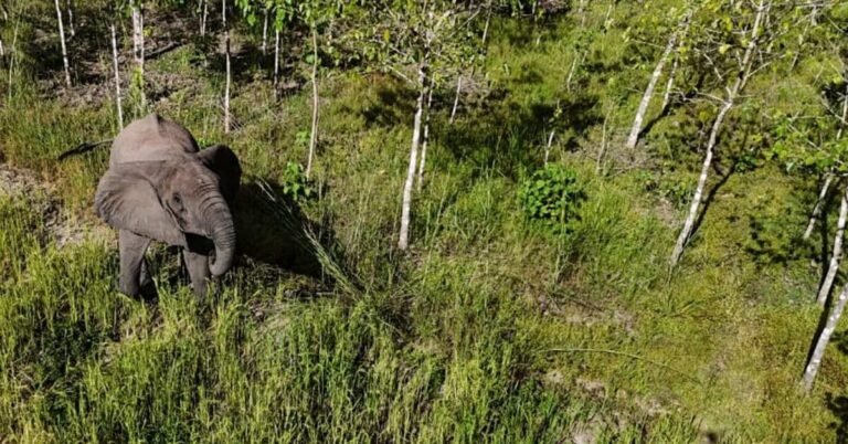 Tanzania’s first official wildlife corridor is good news for elephants Search