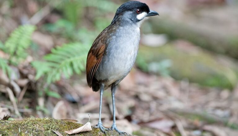 This Curious Bird Had Never Been Seen Before, and its Discovery Changed Ecuador–Perhaps Forever This Curious Bird Had Never Been Seen Before, and its Discovery Changed Ecuador–Perhaps Forever