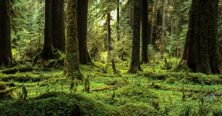 This national park is home to the quietest spot in the continental US Search