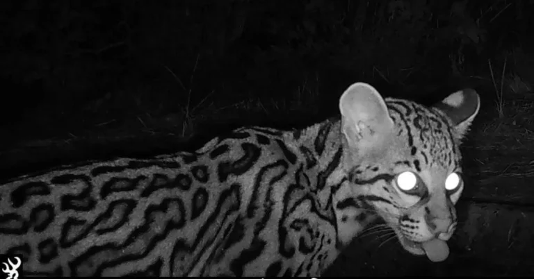 Trail cameras catch elusive ocelots using TX wildlife crossing Search