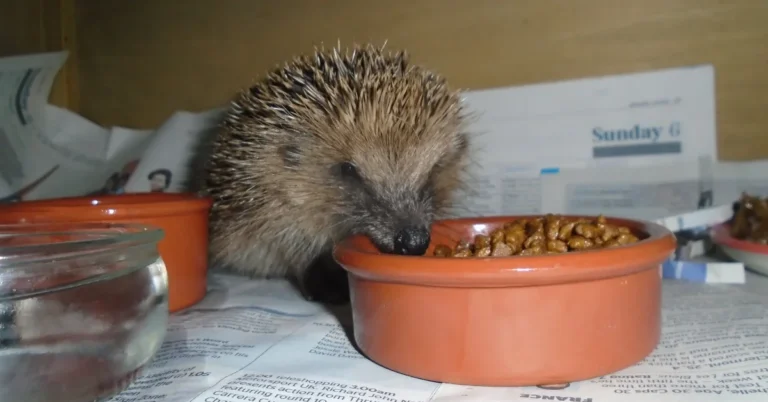 UK prison inmates make and donate ‘hedgehog boxes’ for area wildlife Search