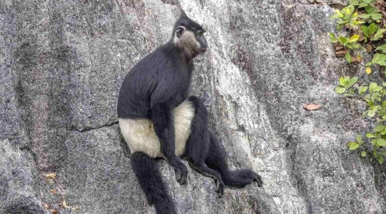 Vietnam Swiftly Protects Forests Containing the Last of the World's Most-Endangered Monkey