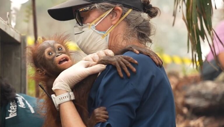 53 Orangutans Rescued from Fires in Borneo, With Many Rewilded to Forest Preserves Across the Island 53 Orangutans Rescued from Fires in Borneo, With Many Rewilded to Forest Preserves Across the Island