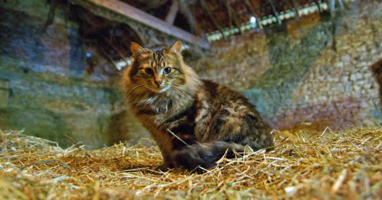 A simple barn cat program is saving cats slated for euthanasia Search