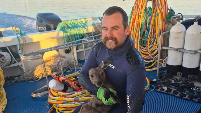 Bizarre Rescue Sees Divers Save Kangaroo That Found Itself Over a Mile from Dry Land Bizarre Rescue Sees Divers Save Kangaroo That Found Itself Over a Mile from Dry Land