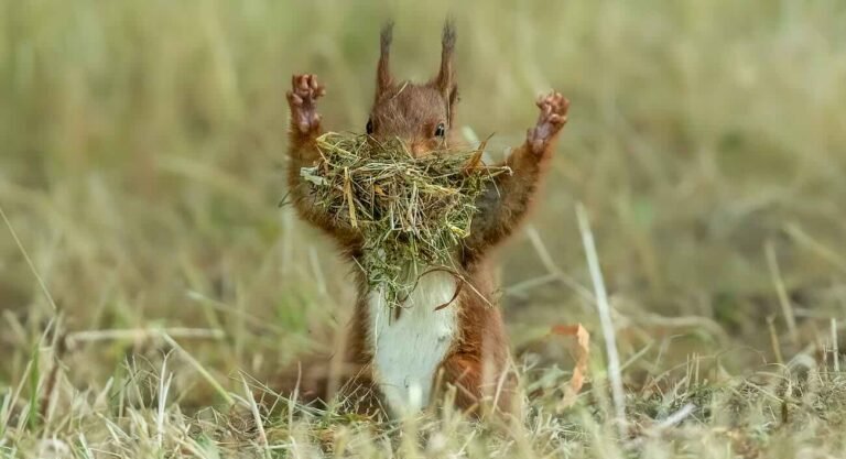 Finalists Win Big Laughs in The Comedy Wildlife Photography Awards – LOOK Finalists Win Big Laughs in The Comedy Wildlife Photography Awards – LOOK