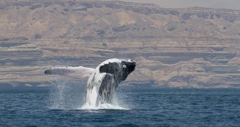 Genetic Analysis All But Confirms the Most Unique of Humpback Populations Is Actually a Subspecies Genetic Analysis All But Confirms the Most Unique of Humpback Populations Is Actually a Subspecies