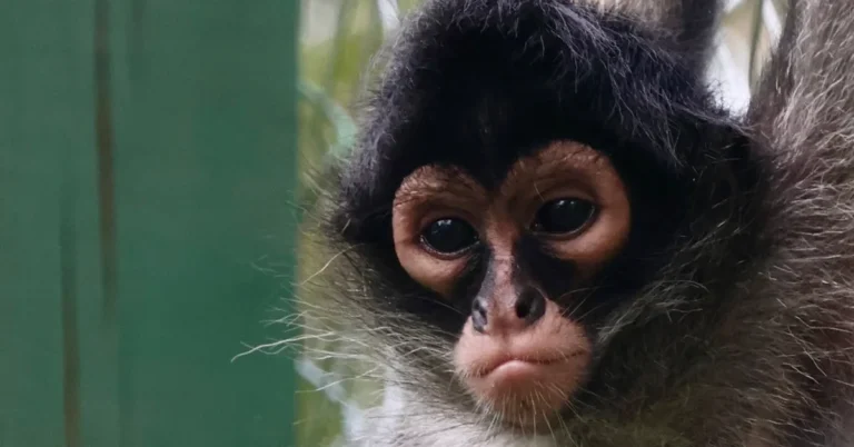 Monkeys rescued from illegal trade now thrive in veteran-run sanctuary Search