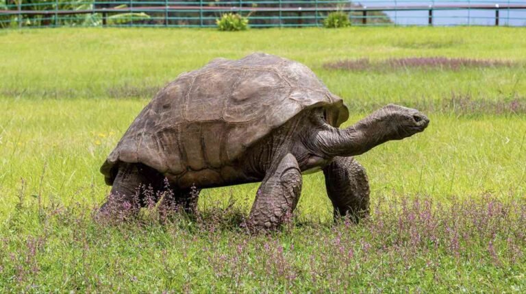 Nearly 200-year-old Tortoise Becomes First to Contribute Extraordinary Epigenome to Aging Research Nearly 200-year-old Tortoise Becomes First to Contribute Extraordinary Epigenome to Aging Research