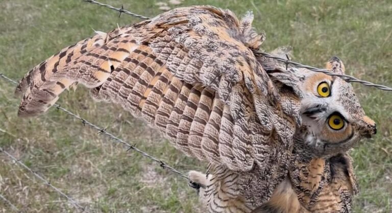 Neighbors Flock to Rescue a Wounded Owl Tangled Up in Barbed Wire Neighbors Flock to Rescue a Wounded Owl Tangled Up in Barbed Wire