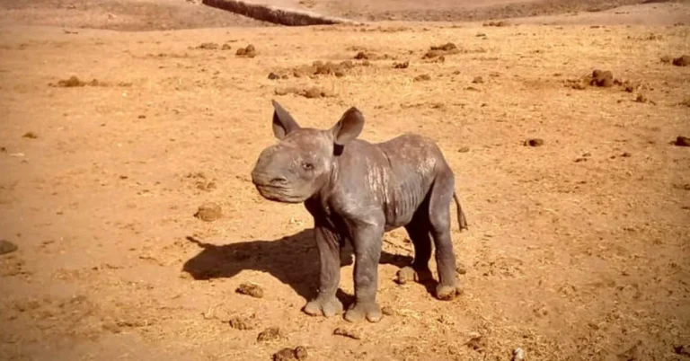 Rangers save baby rhino just one day after he was born Search