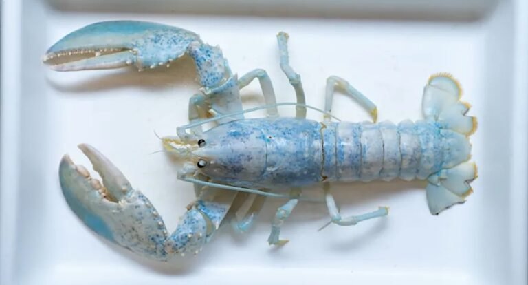 Rare 1-in-100M ‘Ghost Lobster’ Will Be Put to Work Helping Scientists Crack Genetic Mystery Rare 1-in-100M ‘Ghost Lobster’ Will Be Put to Work Helping Scientists Crack Genetic Mystery