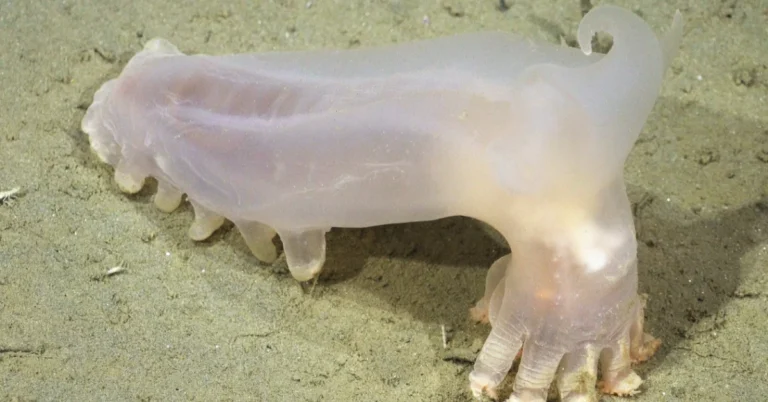 Scientists discover 57 new species in underwater canyon Search