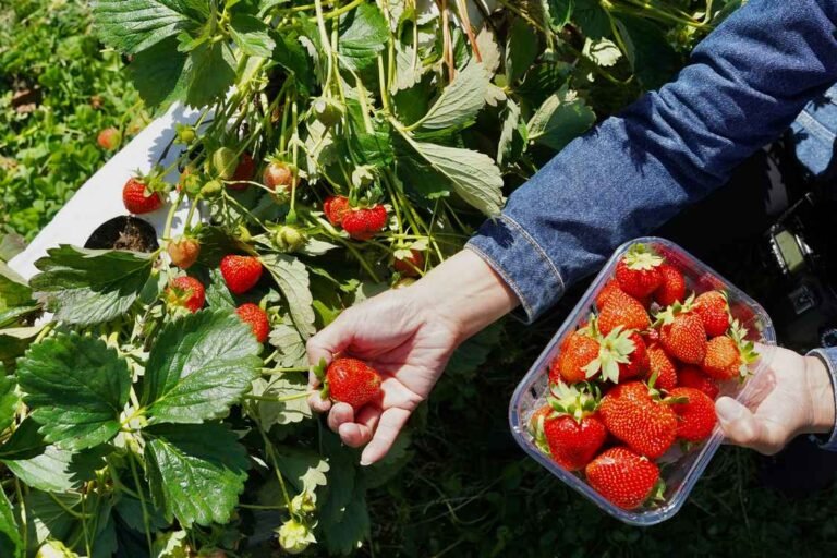 Simple ‘Soil Steaming’ Found as Effective Replacement for Chemicals in Organic Strawberry Farming Simple 'Soil Steaming' Found as Effective Replacement for Chemicals in Organic Strawberry Farming