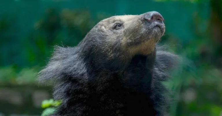 Sloth bear receives first-of-a-kind prosthetic limb Search