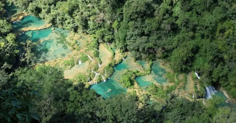 Trail camera captures rare footage of jaguar Search