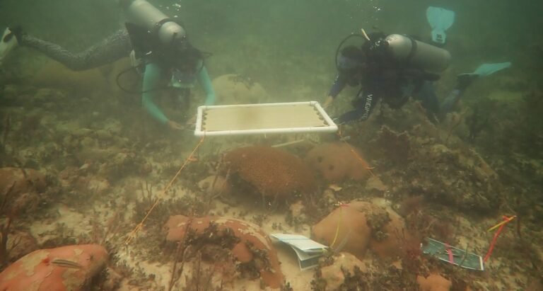 Underwater Umbrellas Could Protect Coral Reefs From Heat Damage Underwater Umbrellas Could Protect Coral Reefs From Heat Damage
