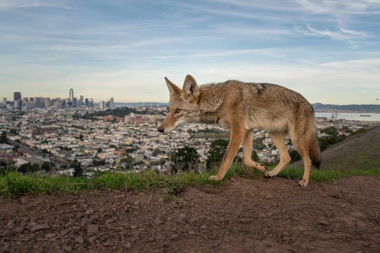 Wildlife photographer of the year 2026, the winning images Wildlife photographer of the year 2026, the winning images